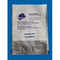 Geotricum baktérium 